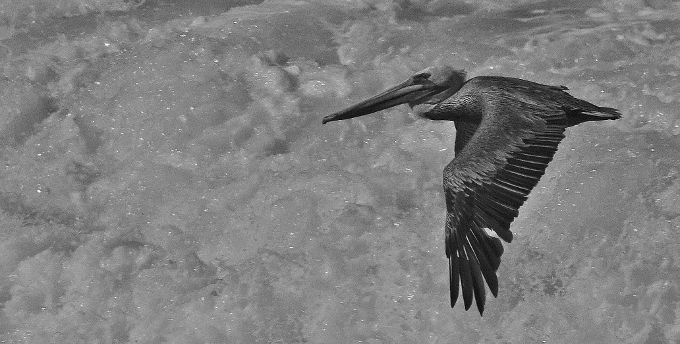 pelican in flight